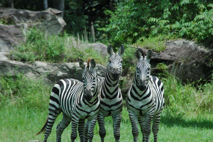 Full Zebras Africa Mia 1